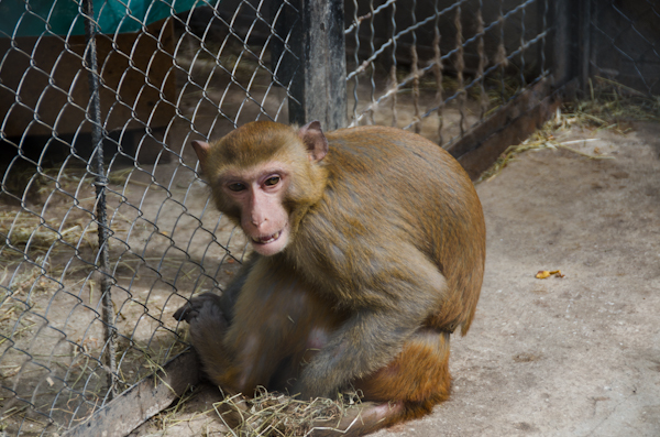 Коллекция зооуголка в Севастополе пополнилась новыми обитателями