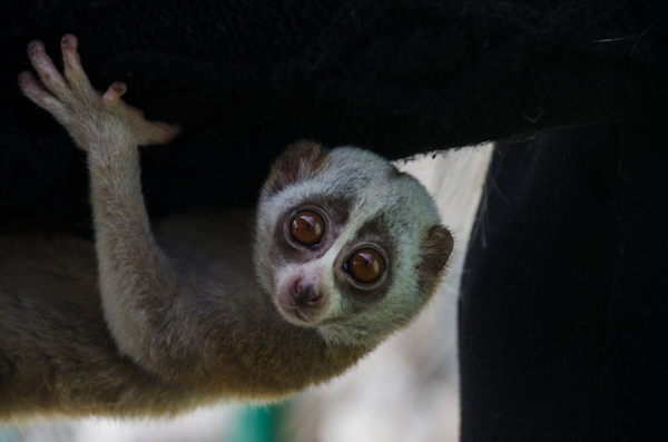 Коллекция зооуголка в Севастополе пополнилась новыми обитателями