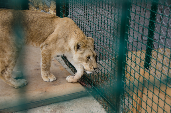 Коллекция зооуголка в Севастополе пополнилась новыми обитателями