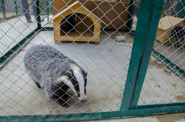 Коллекция зооуголка в Севастополе пополнилась новыми обитателями