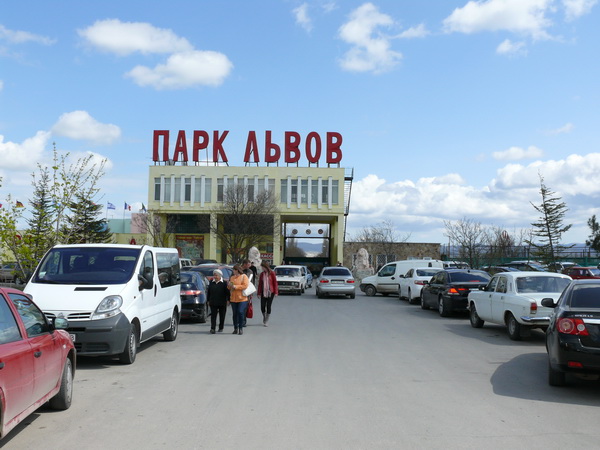 В сафари-парке «Тайган» выпустили львов на свободу