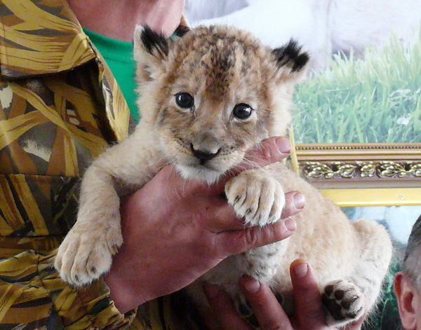 В «Тайгане» у слепой львицы  родился детеныш