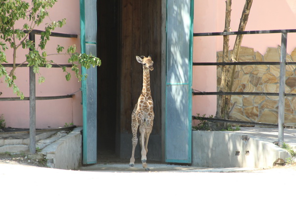 В «Тайгане» зрителям представили новорожденного жирафа