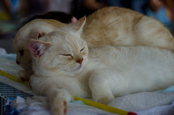 В Севастополе прошла международная выставка кошек