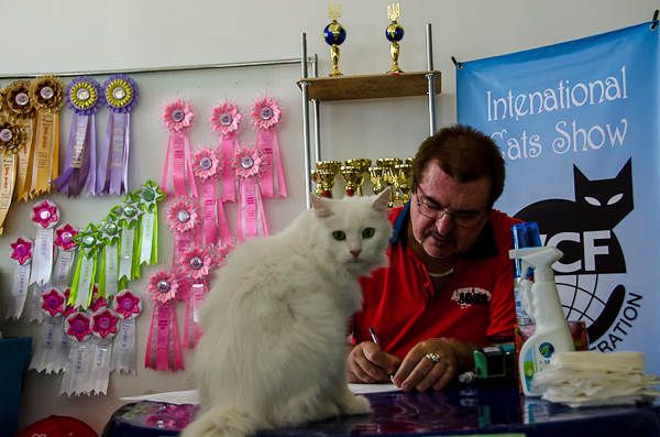 В Севастополе прошла международная выставка кошек