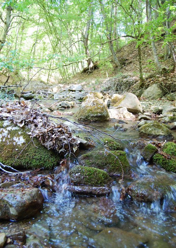 По лесам Белогорья