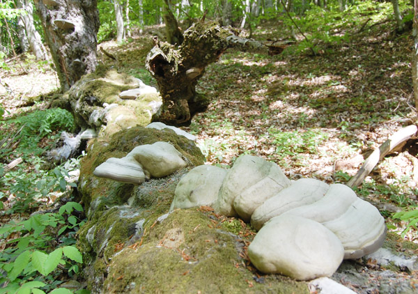 По лесам Белогорья