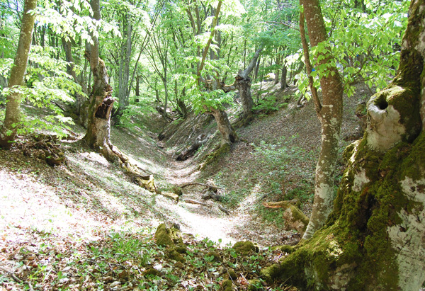 По лесам Белогорья