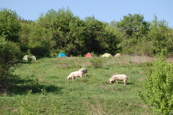 По лесам Белогорья