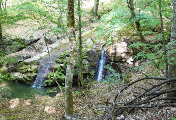 По лесам Белогорья