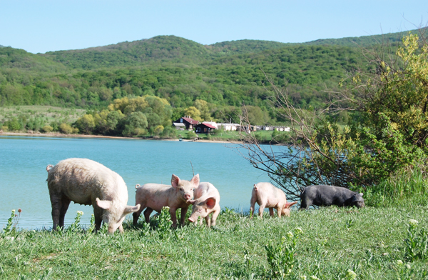 По лесам Белогорья