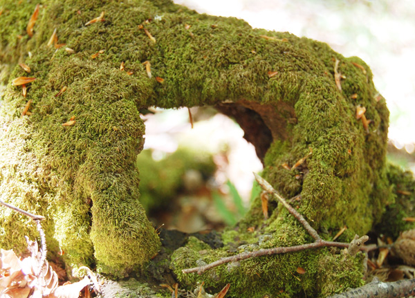 По лесам Белогорья