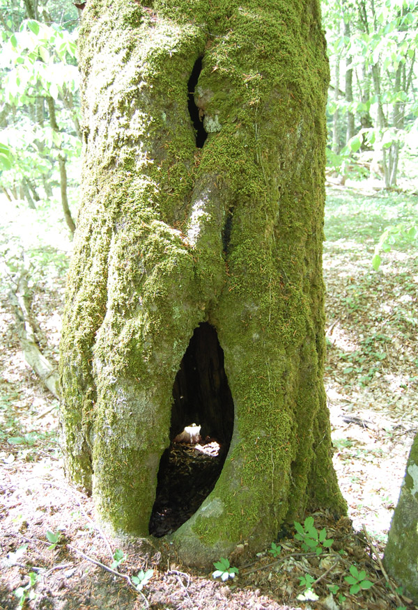 По лесам Белогорья