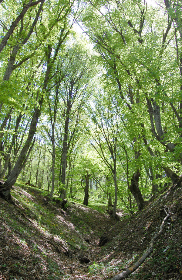 По лесам Белогорья