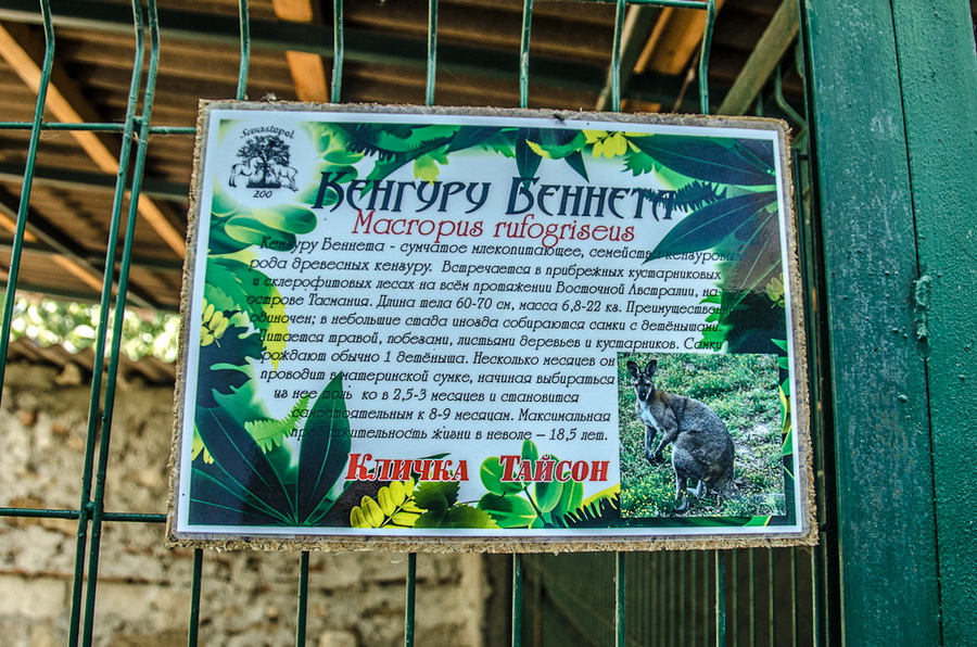 В Севастополь привезли кенгуру