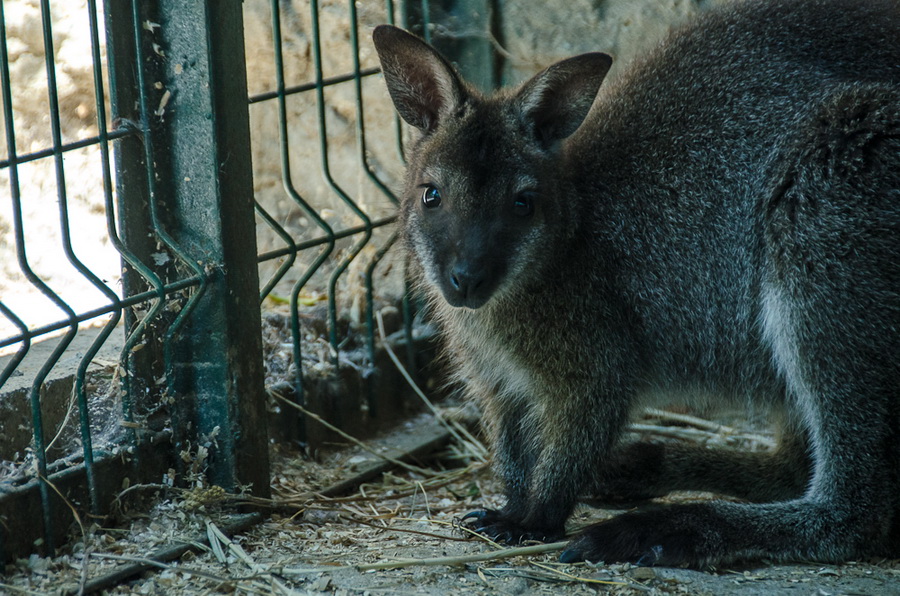В Севастополь привезли кенгуру