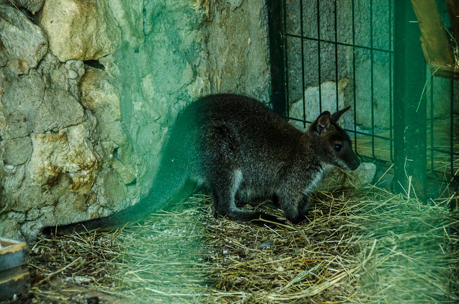 В Севастополь привезли кенгуру