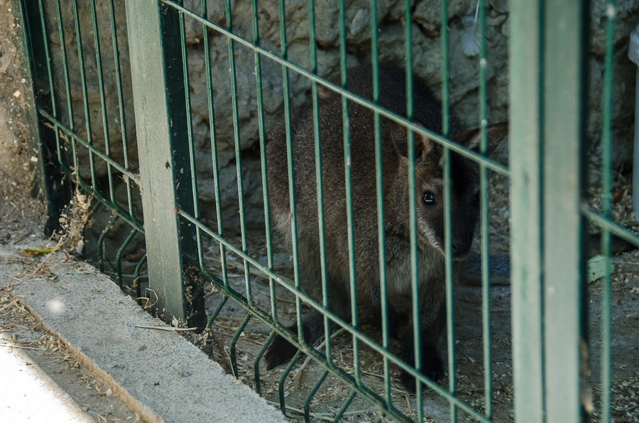 В Севастополь привезли кенгуру