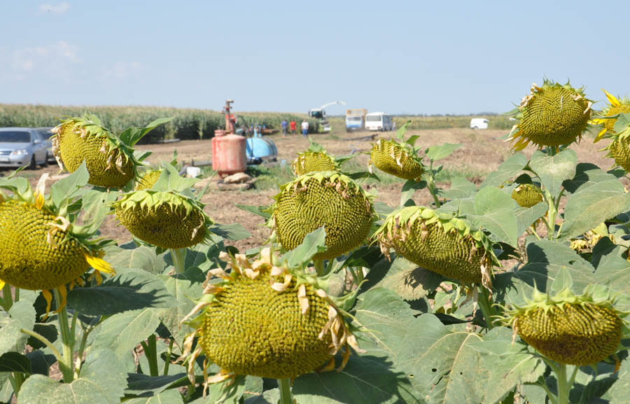В Крыму обсудили итоги уборки зерновых и эффективность капельного орошения