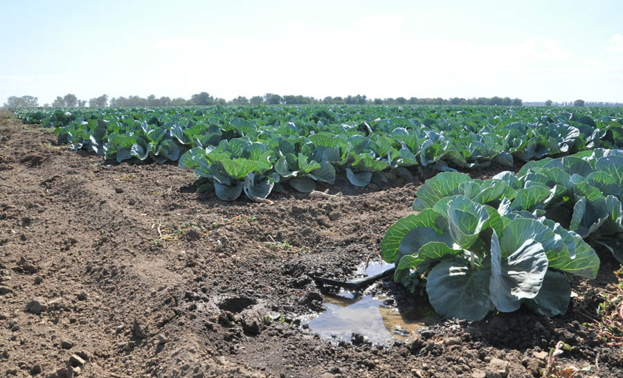 В Крыму обсудили итоги уборки зерновых и эффективность капельного орошения