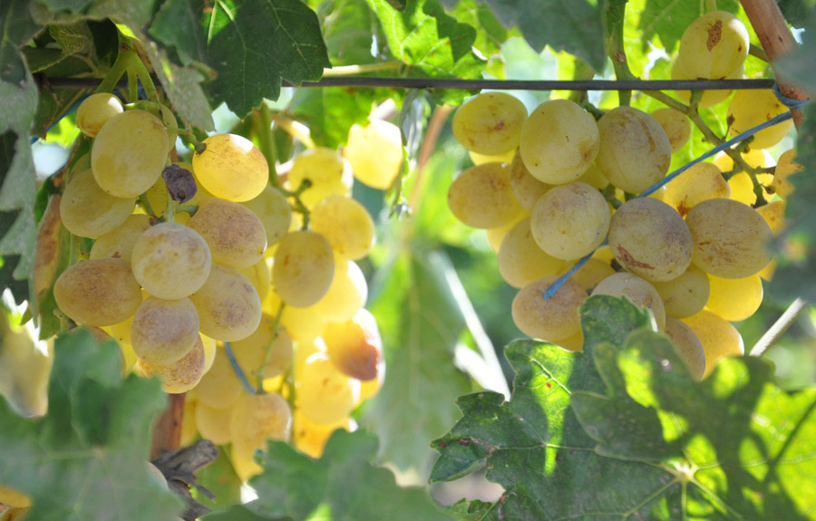 В Крыму обсудили итоги уборки зерновых и эффективность капельного орошения