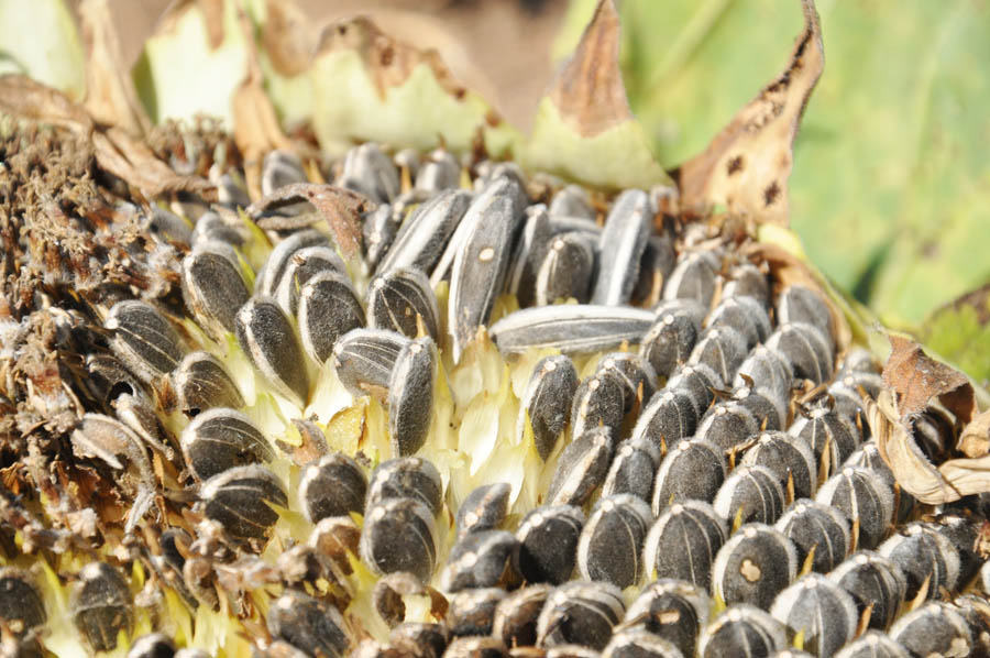 В Крыму обсудили итоги уборки зерновых и эффективность капельного орошения