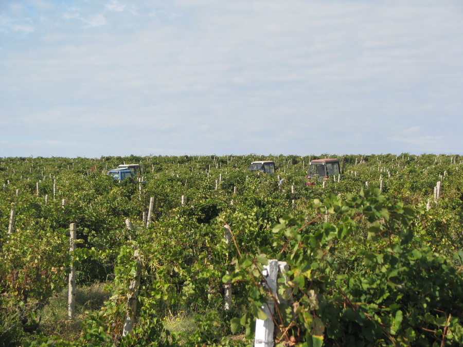 В Крыму открыли пусковой комплекс нового винзавода