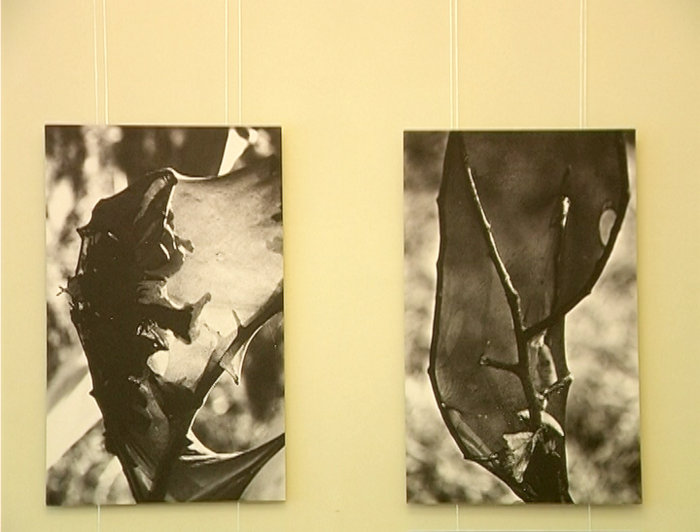 В Севастополе демонстрируют «Линию горизонта»