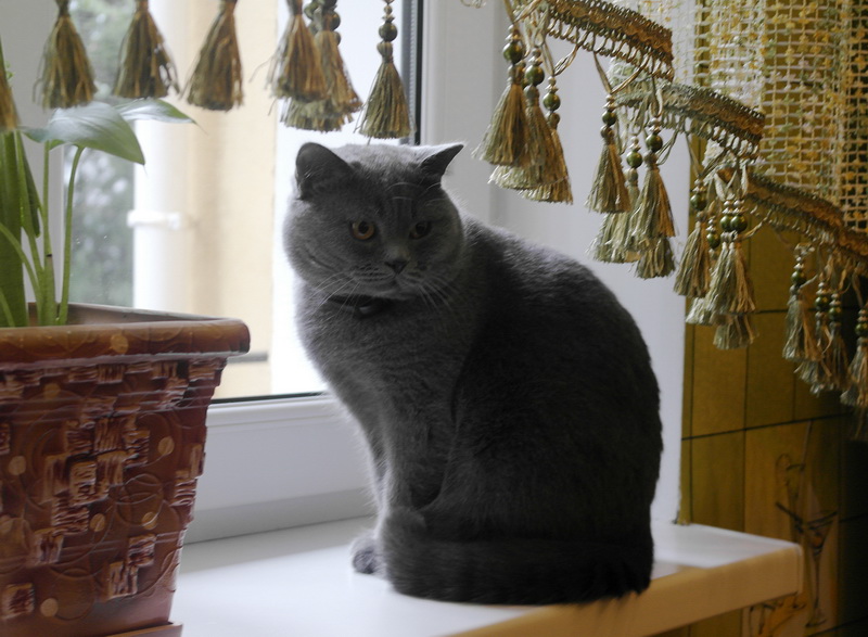 Ялтинским пограничникам выделили служебные квартиры