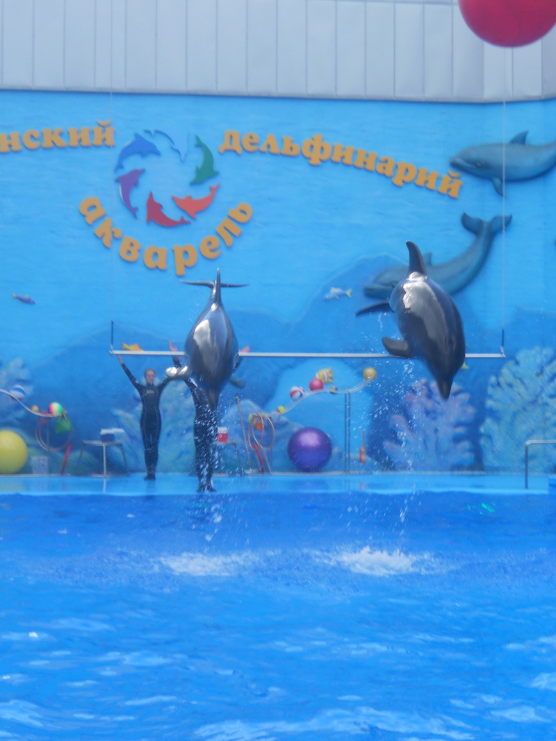 В Алуште открылся Центр дельфинотерапии