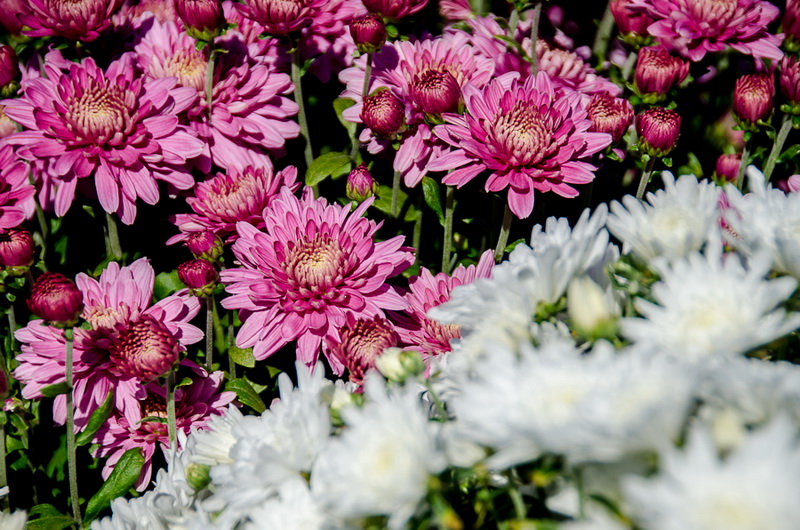 В Севастополе впервые проходит бал хризантем