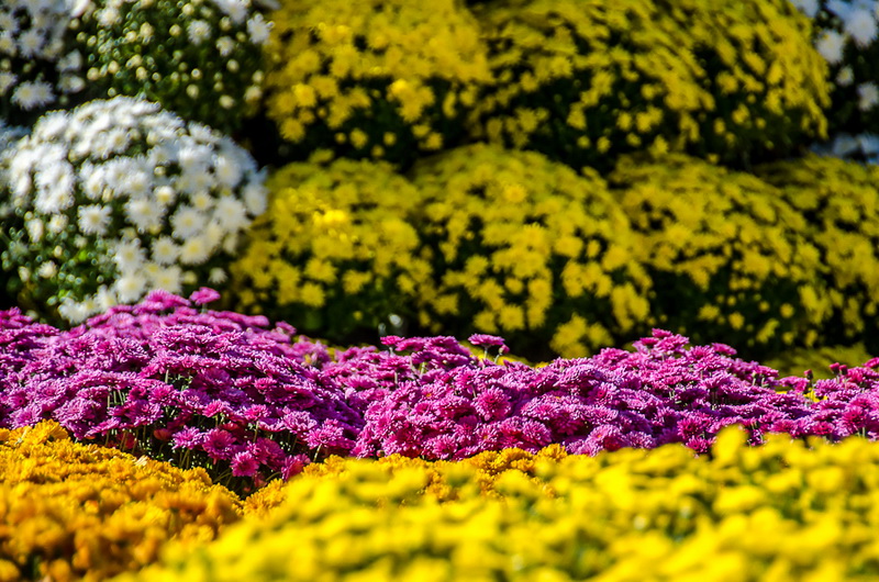 В Севастополе впервые проходит бал хризантем