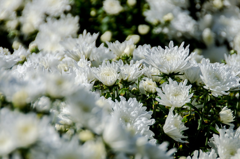 В Севастополе впервые проходит бал хризантем