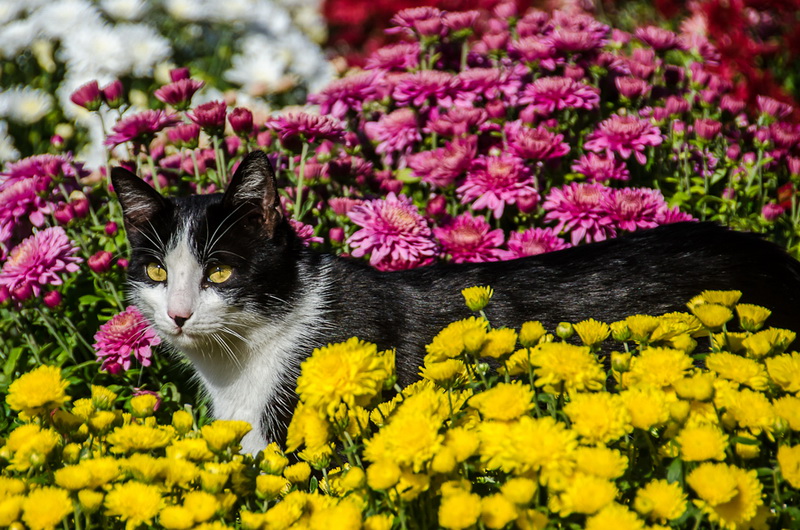 В Севастополе впервые проходит бал хризантем
