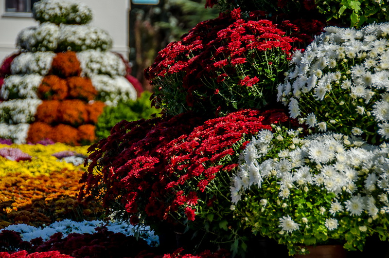 В Севастополе впервые проходит бал хризантем