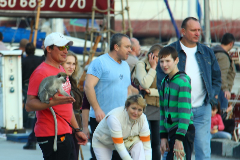 На набережной Ялты фотографы продолжают использовать животных