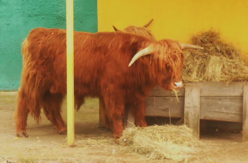 В крымском сафари-парке появились новые обитатели