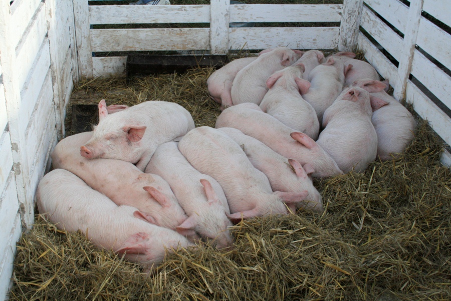 В Симферополе провели третью осеннюю ярмарку