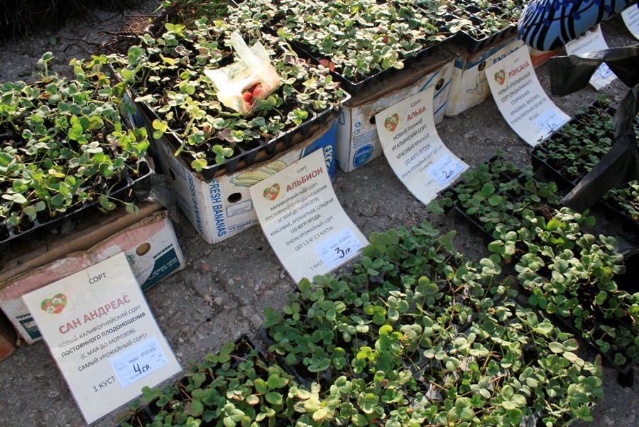 В Симферополе провели третью осеннюю ярмарку