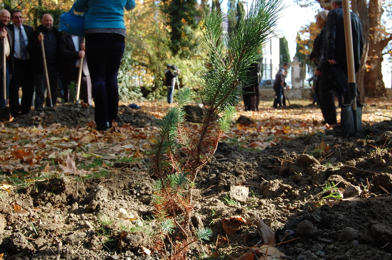 В Алуште высадили новые деревья