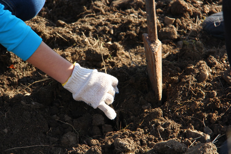 Крымский премьер посадил клены в Симферопольском районе