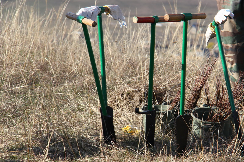 Крымский премьер посадил клены в Симферопольском районе