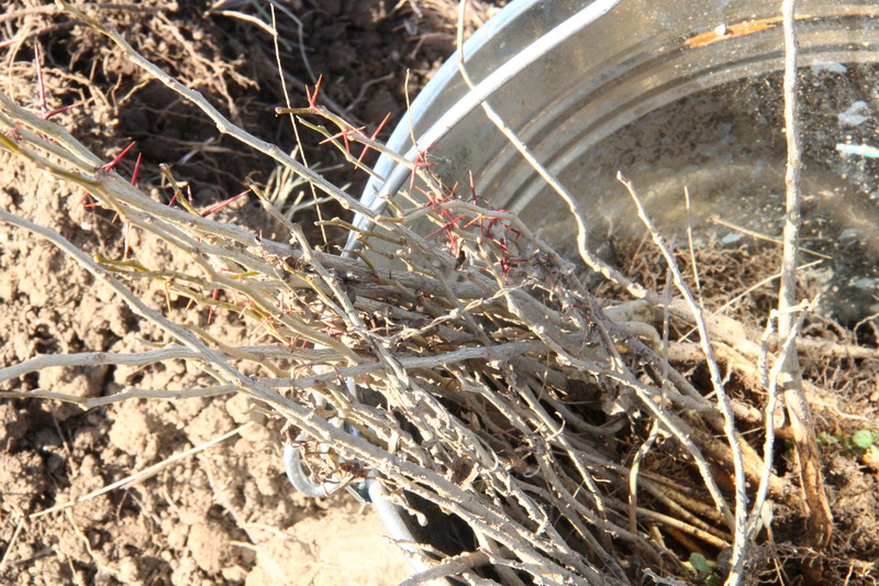 Крымский премьер посадил клены в Симферопольском районе