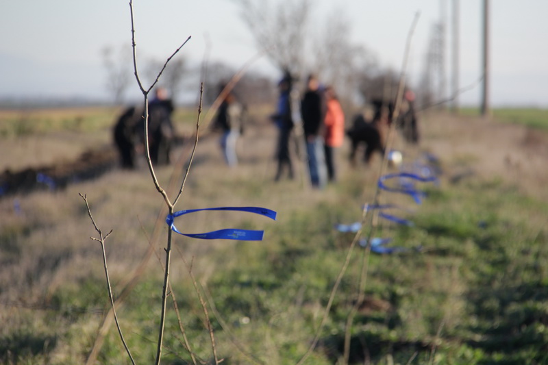 Вдоль трассы в Симферопольском районе высадили деревья