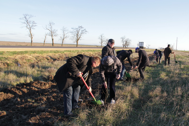 Вдоль трассы в Симферопольском районе высадили деревья