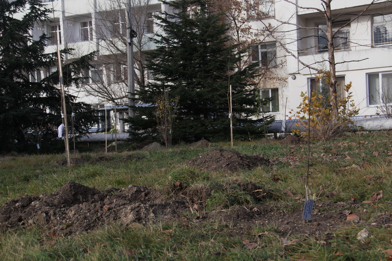 В перинатальном центре высадили детскую аллею 