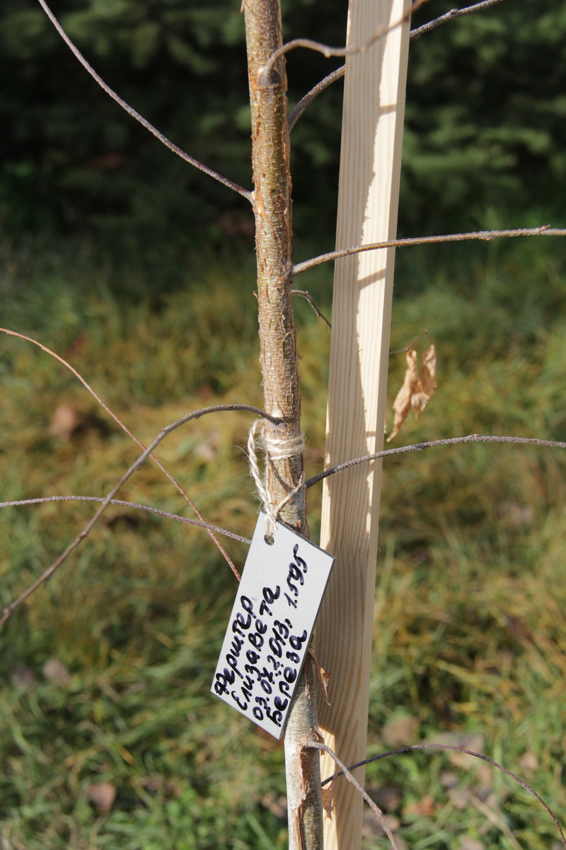В перинатальном центре высадили детскую аллею 
