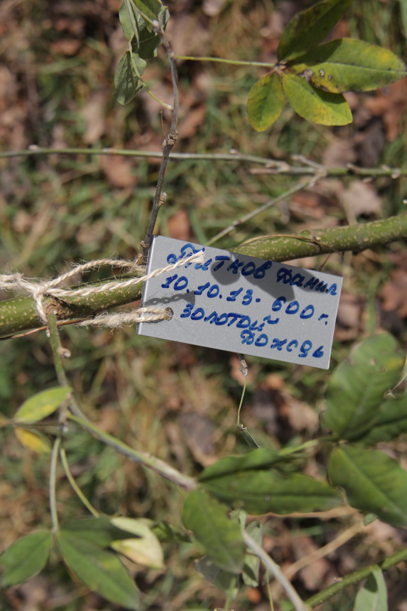 В перинатальном центре высадили детскую аллею 