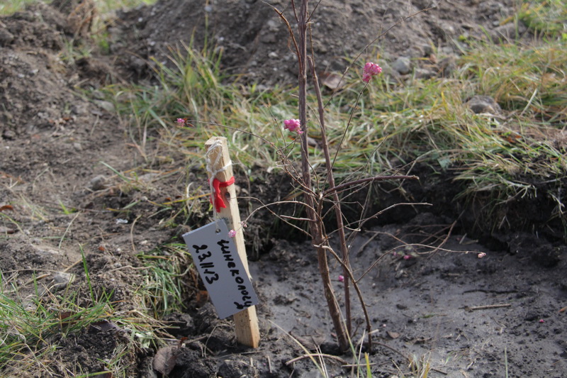 В перинатальном центре высадили детскую аллею 