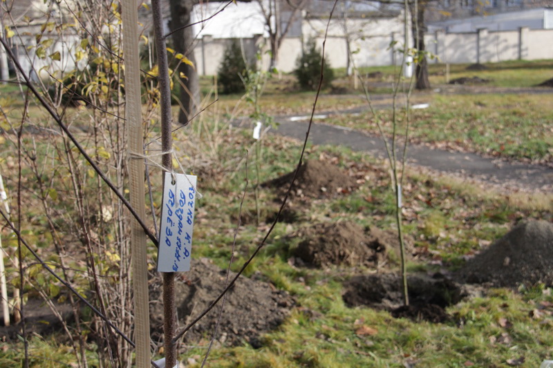 В перинатальном центре высадили детскую аллею 